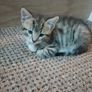 Kittens Image 2