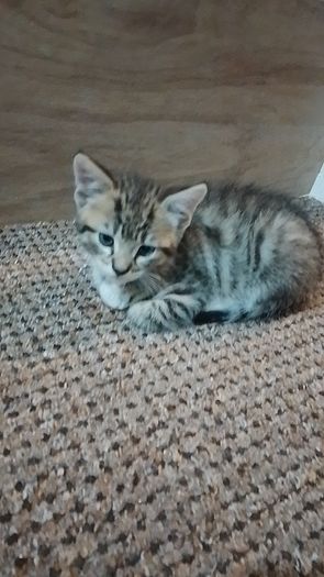 Kittens