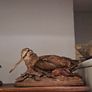 Taxidermy Woodcock Perfect Vintage Image 9