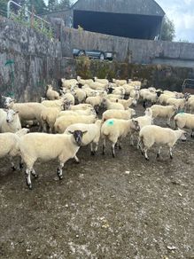Hoggets - organic