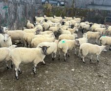 Hoggets - organic