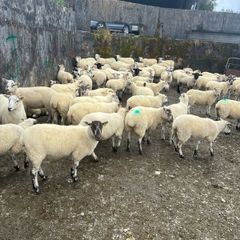 Hoggets - organic