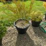 garden plants Image 3