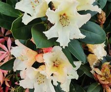 Dwarf Rhododendron 10 euro 6 for 50 euro