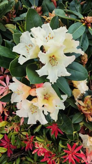 Dwarf Rhododendron 10 euro 6 for 50 euro