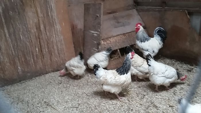 Hens, point of lay pullets
