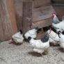 Hens, point of lay pullets Image 3