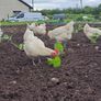 Organic La Bresse Chicks Image 6