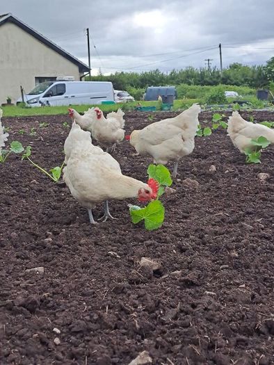 Organic La Bresse Chicks