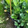 Laurel Hedging Image 3