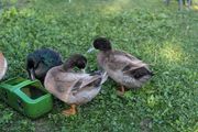khaki campbell drakes