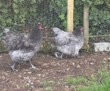 Blue Orpington pair