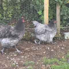 Blue Orpington pair
