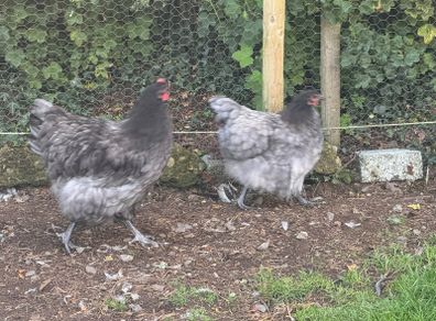 Blue Orpington pair