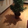 Beautiful Crassula (Money Tree) Plant, 12 years old Image 6
