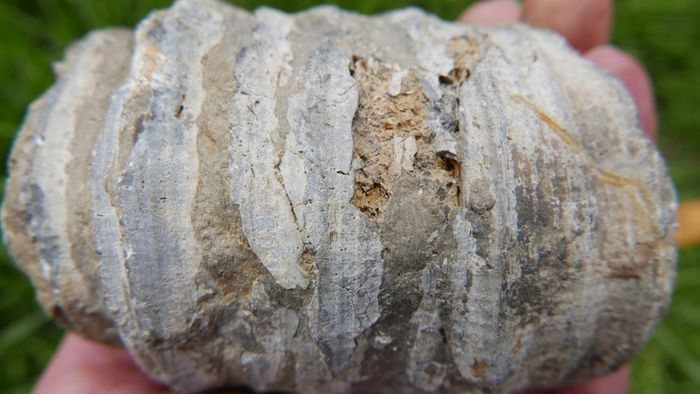 Big Coral fossil w/ complete silicification