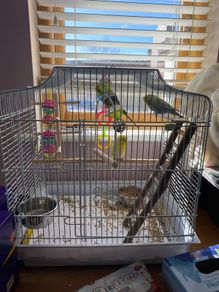 budgie cage