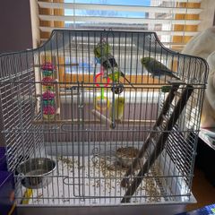 budgie cage