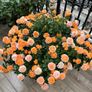 Juicy Terrazza rose Image 3