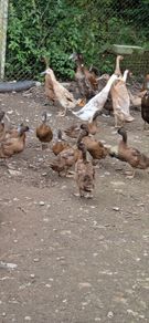 fertile duck eggs
