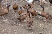 fertile duck eggs