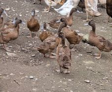 fertile duck eggs