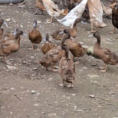 fertile duck eggs