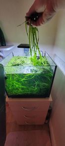 Vallisneria aquarium plant