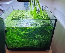Vallisneria aquarium plant