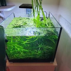 Vallisneria aquarium plant