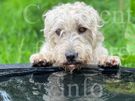 Rare breed Glen of Imaal Terrier Available for Photoshoots Image 6