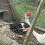 Muscovy drake Image 4