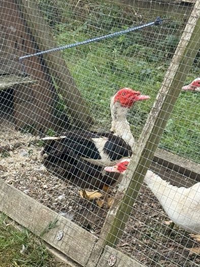 Muscovy drake