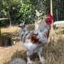 Splash Maran Rooster Image 3