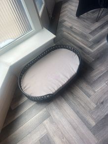 dog bed