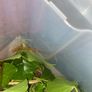 Indian Stick Insects Image 4