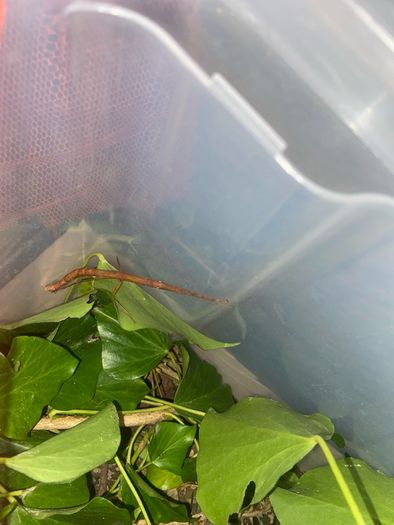 Indian Stick Insects