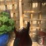 ibanez prestige RGA121 Image 6
