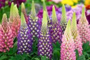 Lupin Plants Mixed Colours