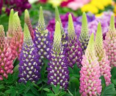 Lupin Plants Mixed Colours