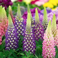Lupin Plants Mixed Colours