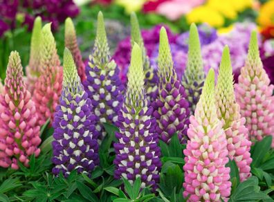 Lupin Plants Mixed Colours