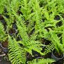 Large Ferns Three Euros Image 3