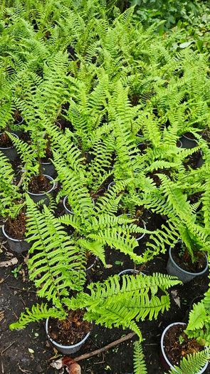 Large Ferns Three Euros
