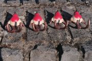 Set Of Four Robin Bird Hooks Hand-Painted