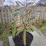 Nerium Oleander PINK Image 2