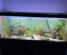 110L fish tank need gone ASAP