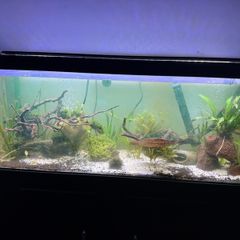 110L fish tank need gone ASAP