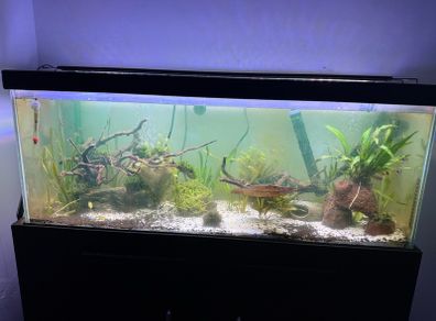 110L fish tank need gone ASAP