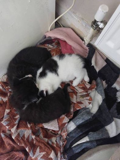 Kittens Looking Loving Home